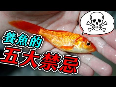 養魚要注意什麼|新手必看：5種易養魚種